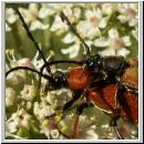 Corymbia rubra - Rothalsbock 03.jpg